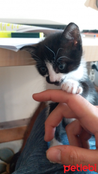 Tuxedo (Smokin) Kedi, Kedi  Mera fotoğrafı