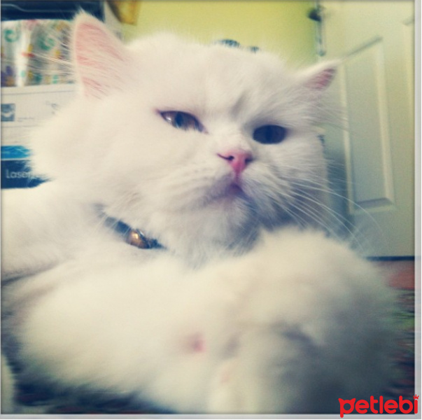 İran Kedisi (Persian), Kedi  beyaz fotoğrafı