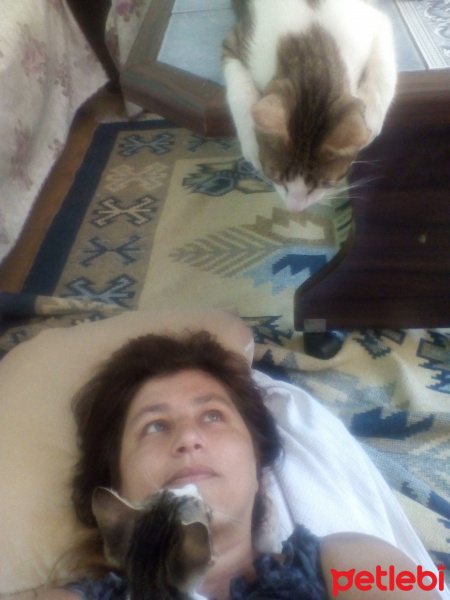 Tekir Kedi, Kedi  Cengiz fotoğrafı