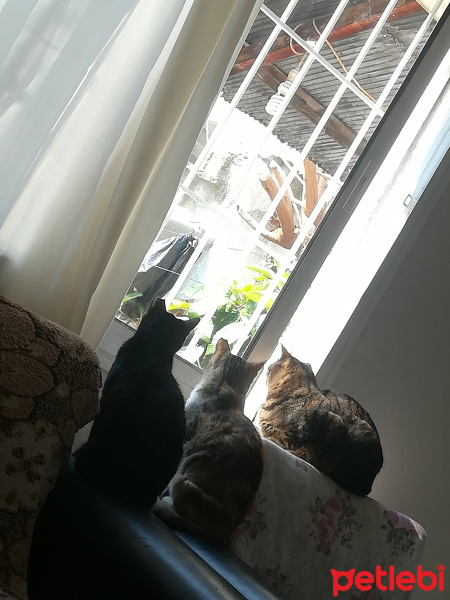 Tekir Kedi, Kedi  Cengiz fotoğrafı