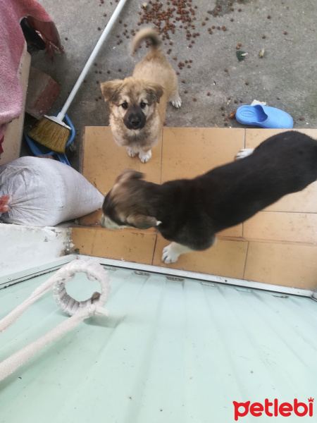 Tekir Kedi, Kedi  Cengiz fotoğrafı