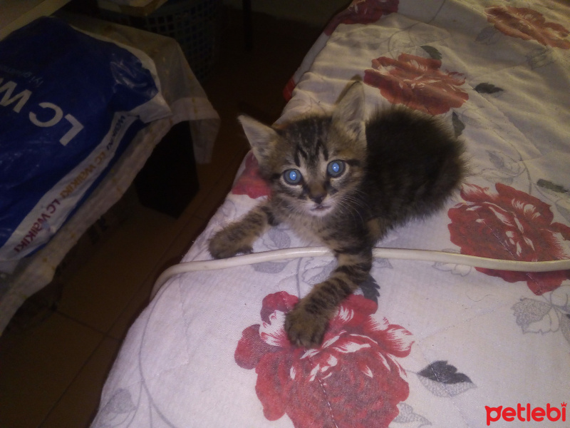 Tekir Kedi, Kedi  Çırak fotoğrafı