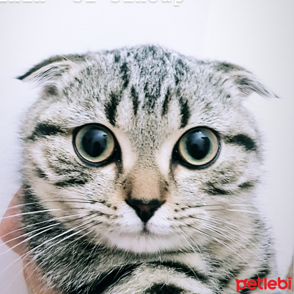 Scottish Fold, Kedi  MR.Norris fotoğrafı