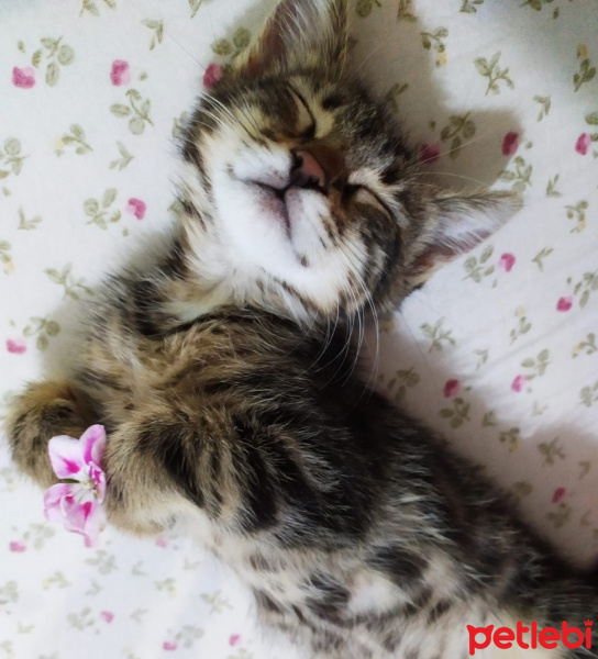 Tekir Kedi, Kedi  Isabella fotoğrafı