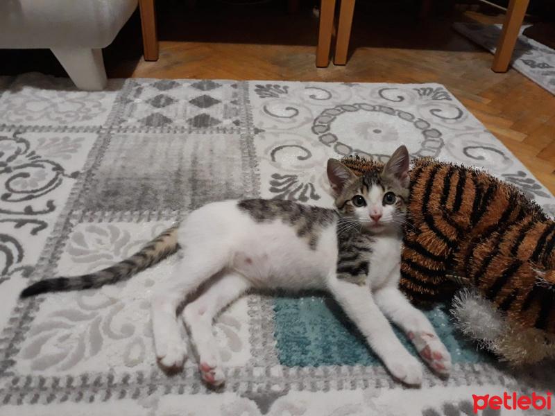 Tekir Kedi, Kedi  Zilli fotoğrafı