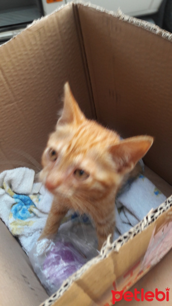 Tekir Kedi, Kedi  Badem fotoğrafı