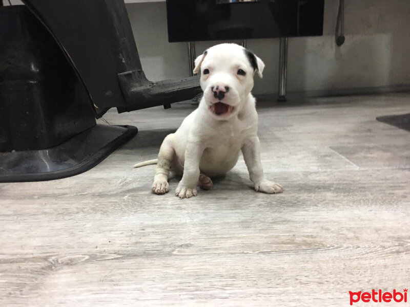 Amerikan Staffordshire Terrier, Köpek  Baron fotoğrafı