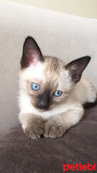 Siyam Kedisi, Kedi  Kartopu fotoğrafı