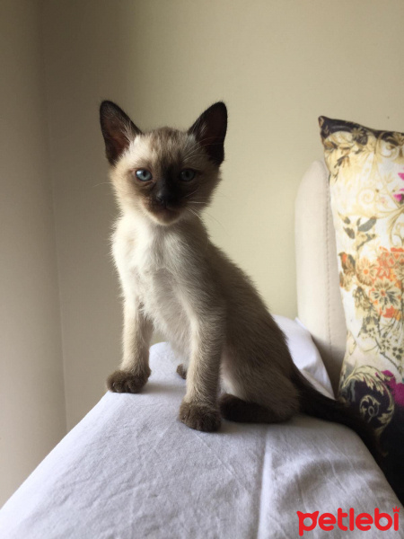 Siyam Kedisi, Kedi  Kartopu fotoğrafı