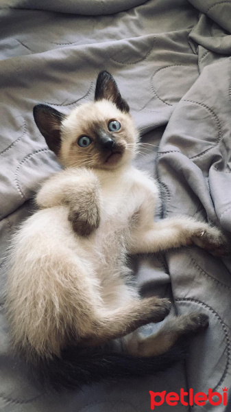 Siyam Kedisi, Kedi  Kartopu fotoğrafı
