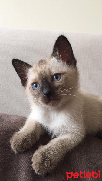 Siyam Kedisi, Kedi  Kartopu fotoğrafı