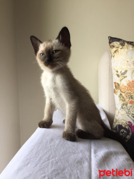 Siyam Kedisi, Kedi  Kartopu fotoğrafı