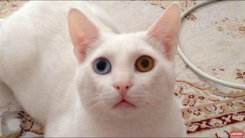 Van Kedisi, Kedi  Nigger fotoğrafı