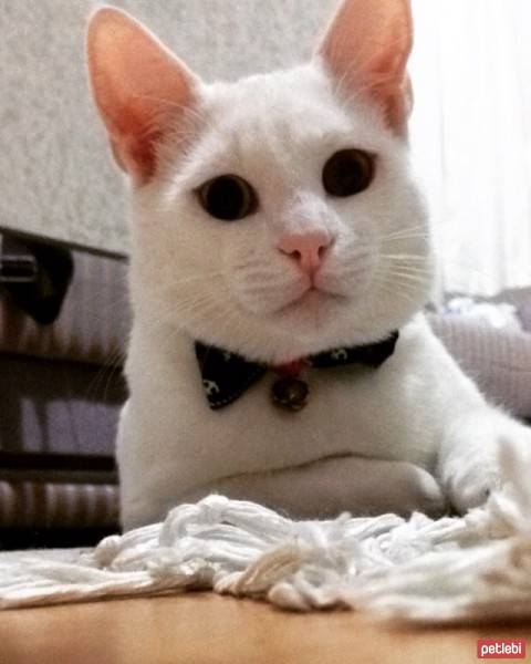 Van Kedisi, Kedi  Nigger fotoğrafı