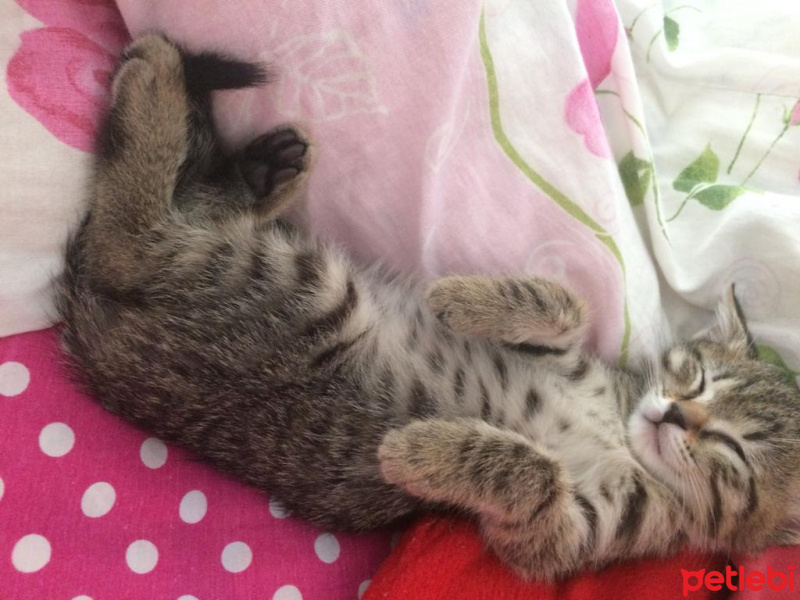 Tekir Kedi, Kedi  poçik fotoğrafı
