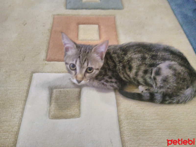 Tekir Kedi, Kedi  poçik fotoğrafı
