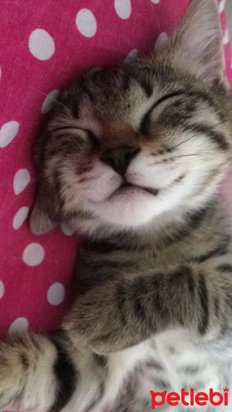 Tekir Kedi, Kedi  poçik fotoğrafı
