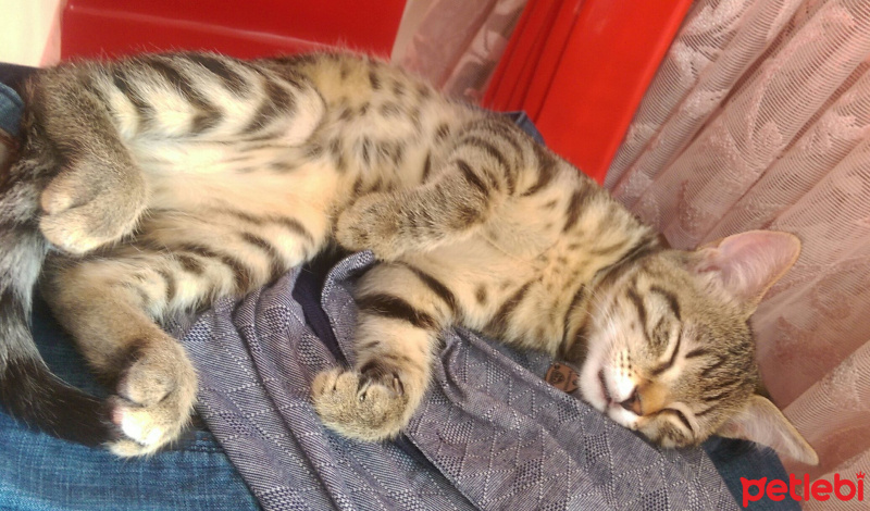 Tekir Kedi, Kedi  poçik fotoğrafı
