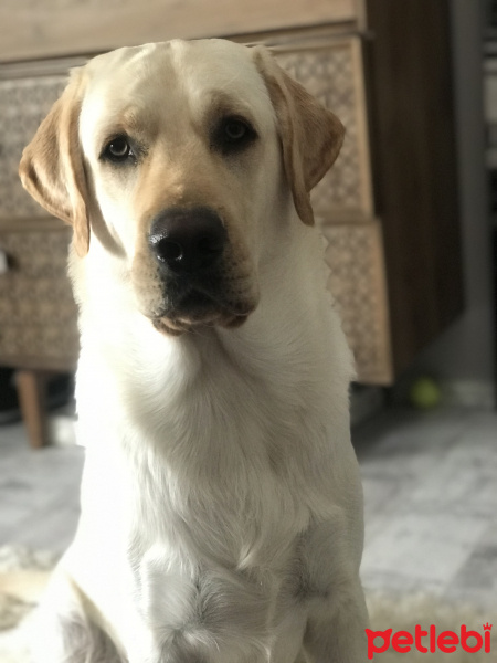 Labrador Retriever, Köpek  Leo fotoğrafı