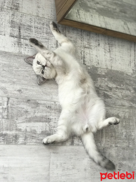 British Shorthair, Kedi  Felis fotoğrafı