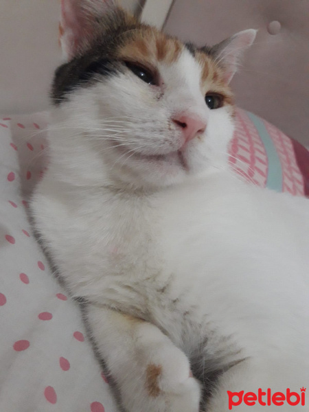 Tekir Kedi, Kedi  Shiro fotoğrafı