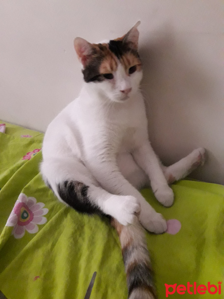 Tekir Kedi, Kedi  Shiro fotoğrafı
