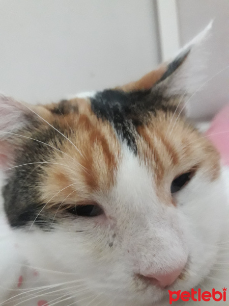Tekir Kedi, Kedi  Shiro fotoğrafı