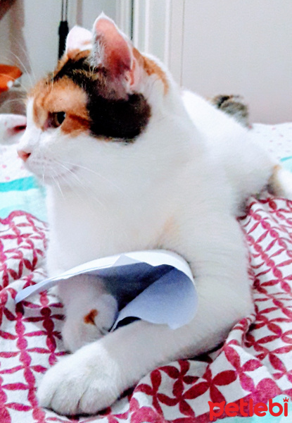 Tekir Kedi, Kedi  Shiro fotoğrafı