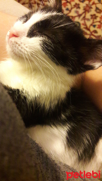 Tekir Kedi, Kedi  şokla fotoğrafı
