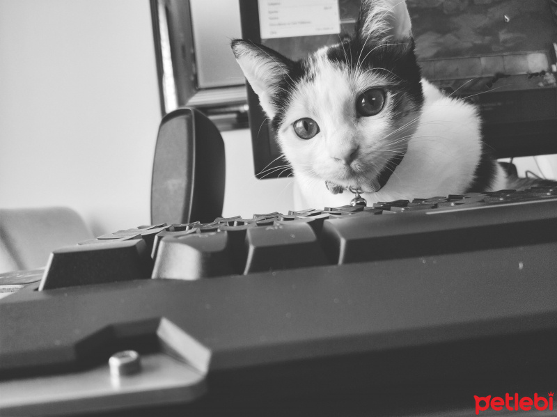 Tekir Kedi, Kedi  Dora fotoğrafı