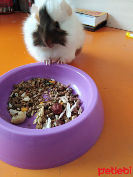 Guinea Pig, Kemirgen  Cookie fotoğrafı