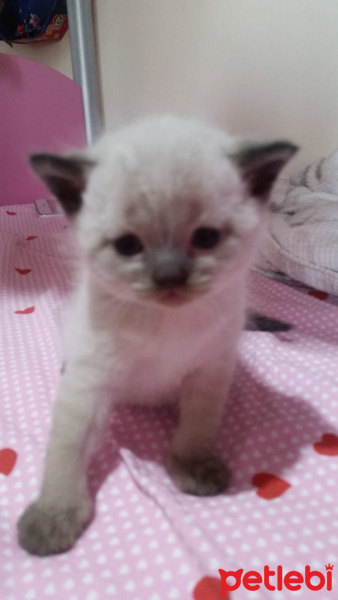 British Shorthair, Kedi  Çok tatlı bir bebek fotoğrafı