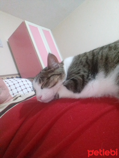 Tekir Kedi, Kedi  PATİ fotoğrafı