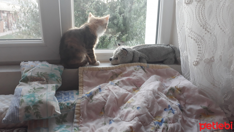Tekir Kedi, Kedi  MÜEZZA fotoğrafı
