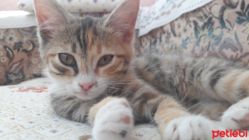 Tekir Kedi, Kedi  MÜEZZA fotoğrafı
