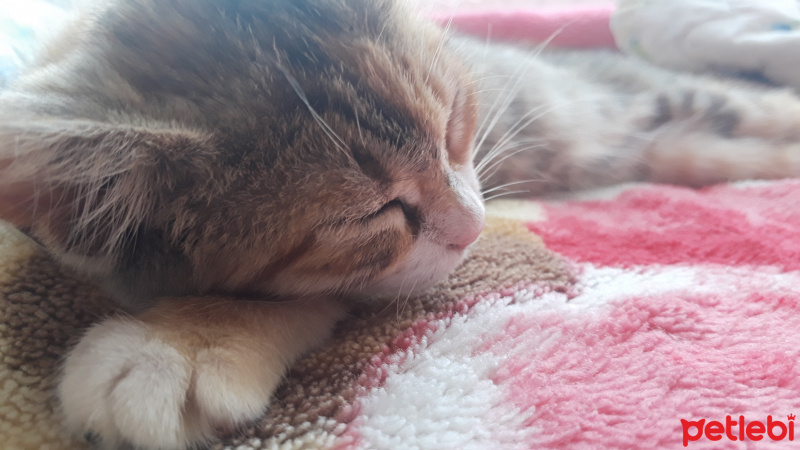 Tekir Kedi, Kedi  MÜEZZA fotoğrafı