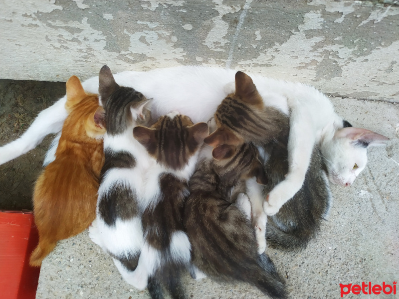 Tekir Kedi, Kedi  Tekirler fotoğrafı
