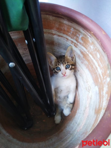 Tekir Kedi, Kedi  Tekirler fotoğrafı