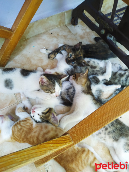 Tekir Kedi, Kedi  Tekirler fotoğrafı