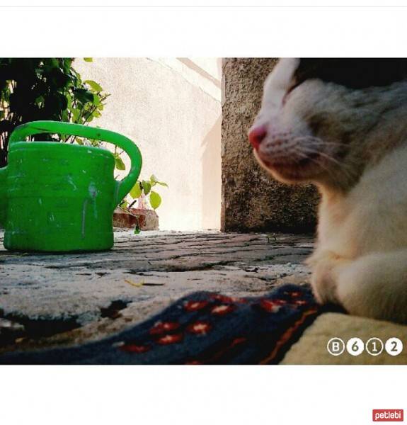 Tekir Kedi, Kedi  Haydar fotoğrafı