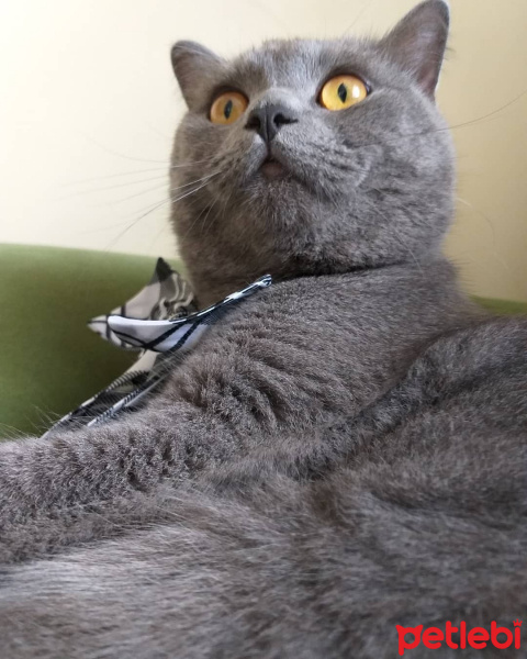 British Shorthair, Kedi  Duman fotoğrafı