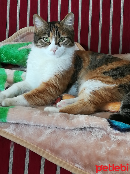 Tekir Kedi, Kedi  Pırtik fotoğrafı
