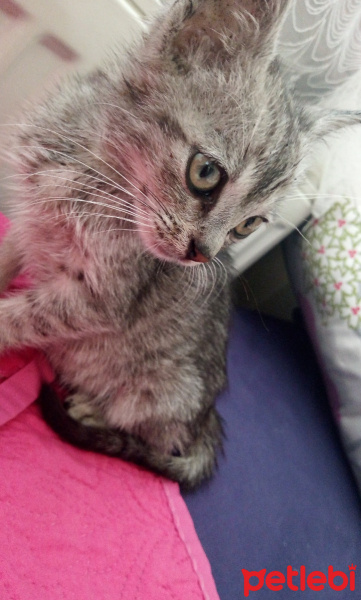 Tekir Kedi, Kedi  - fotoğrafı