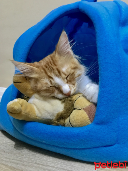 Sarman, Kedi  Leo Minnoş fotoğrafı