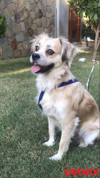 Tibetli Spaniel, Köpek  Maça fotoğrafı