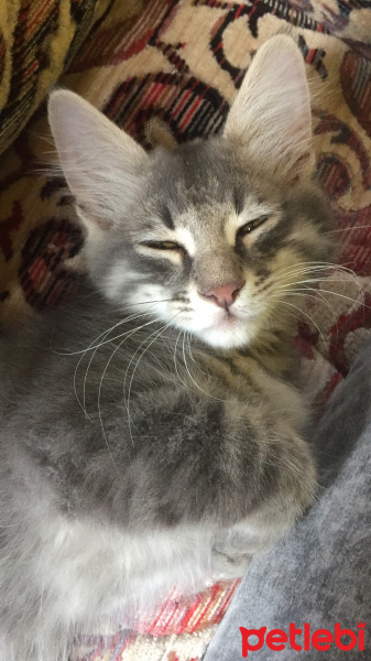 Tekir Kedi, Kedi  Pati fotoğrafı