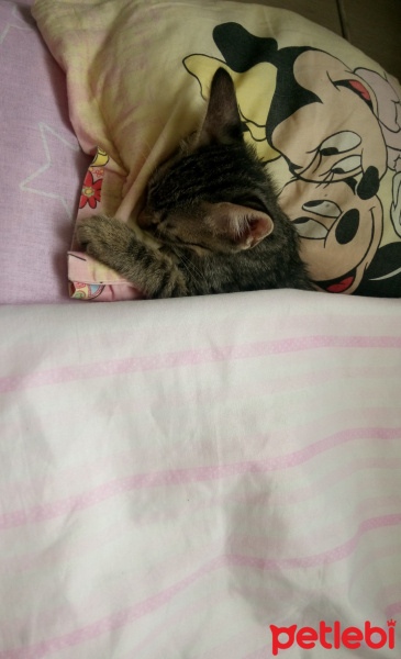 Tekir Kedi, Kedi  Lokum fotoğrafı