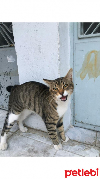 Tekir Kedi, Kedi  MASUM fotoğrafı