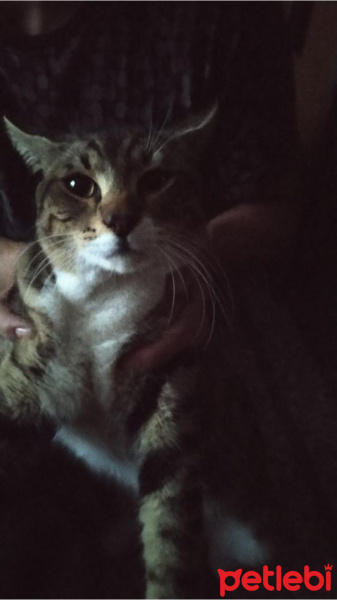 Tekir Kedi, Kedi  MASUM fotoğrafı