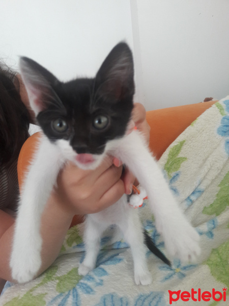 Tekir Kedi, Kedi  Seker fotoğrafı